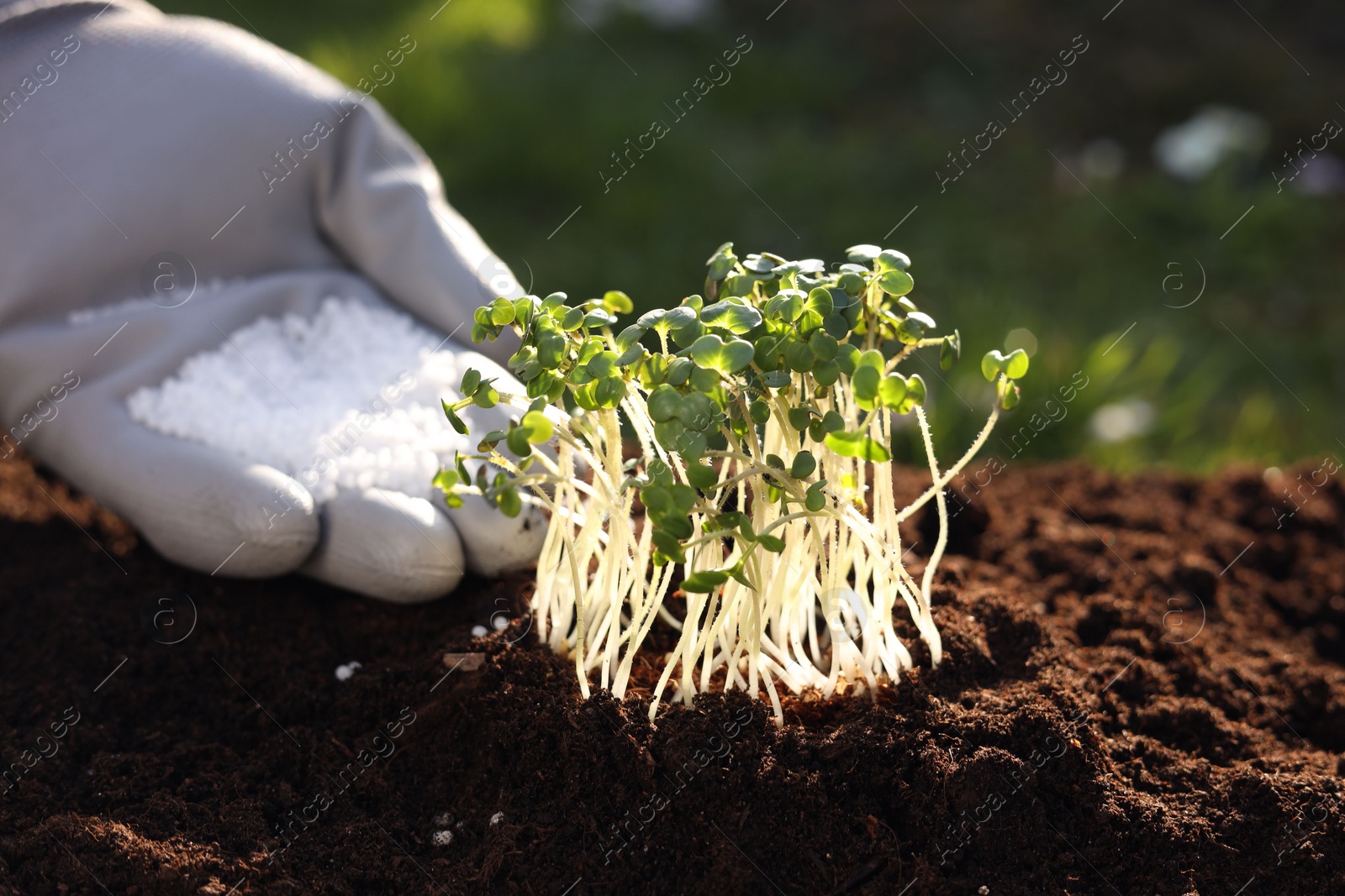 Photo of Man fertilizing soil with growing young microgreens outdoors, selective focus