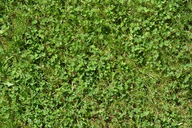 Photo of Green lawn with fresh grass outdoors on sunny day, top view