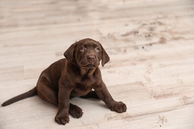 Photo of Chocolate Labrador Retriever puppy and dirt on floor indoors. Space for text