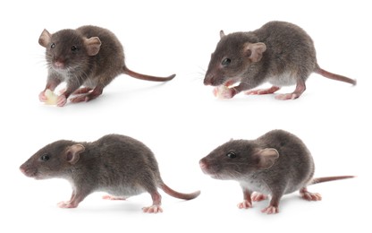 Image of Small rats on white background, collage. Pest control 