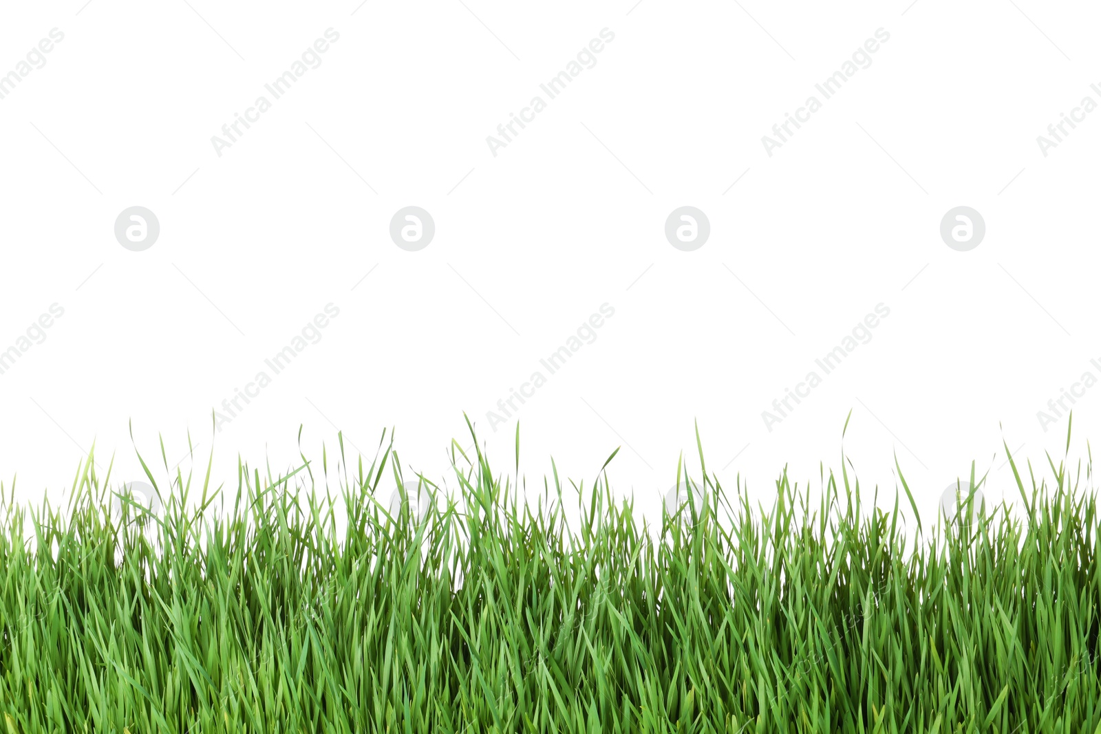 Photo of Beautiful vibrant green grass on white background