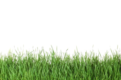 Photo of Beautiful vibrant green grass on white background