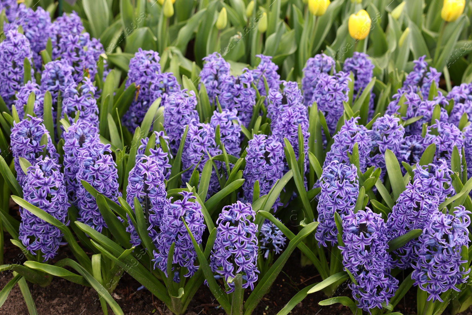 Photo of Beautiful hyacinth flowers growing outdoors, closeup view