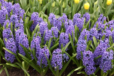 Photo of Beautiful hyacinth flowers growing outdoors, closeup view