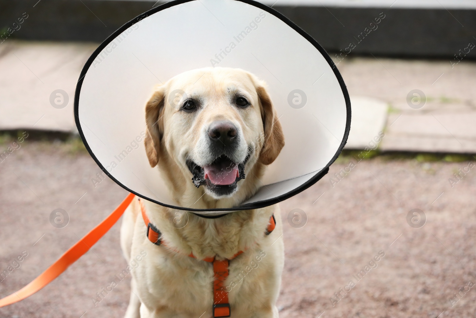 Photo of Adorable Labrador Retriever dog wearing Elizabethan collar outdoors