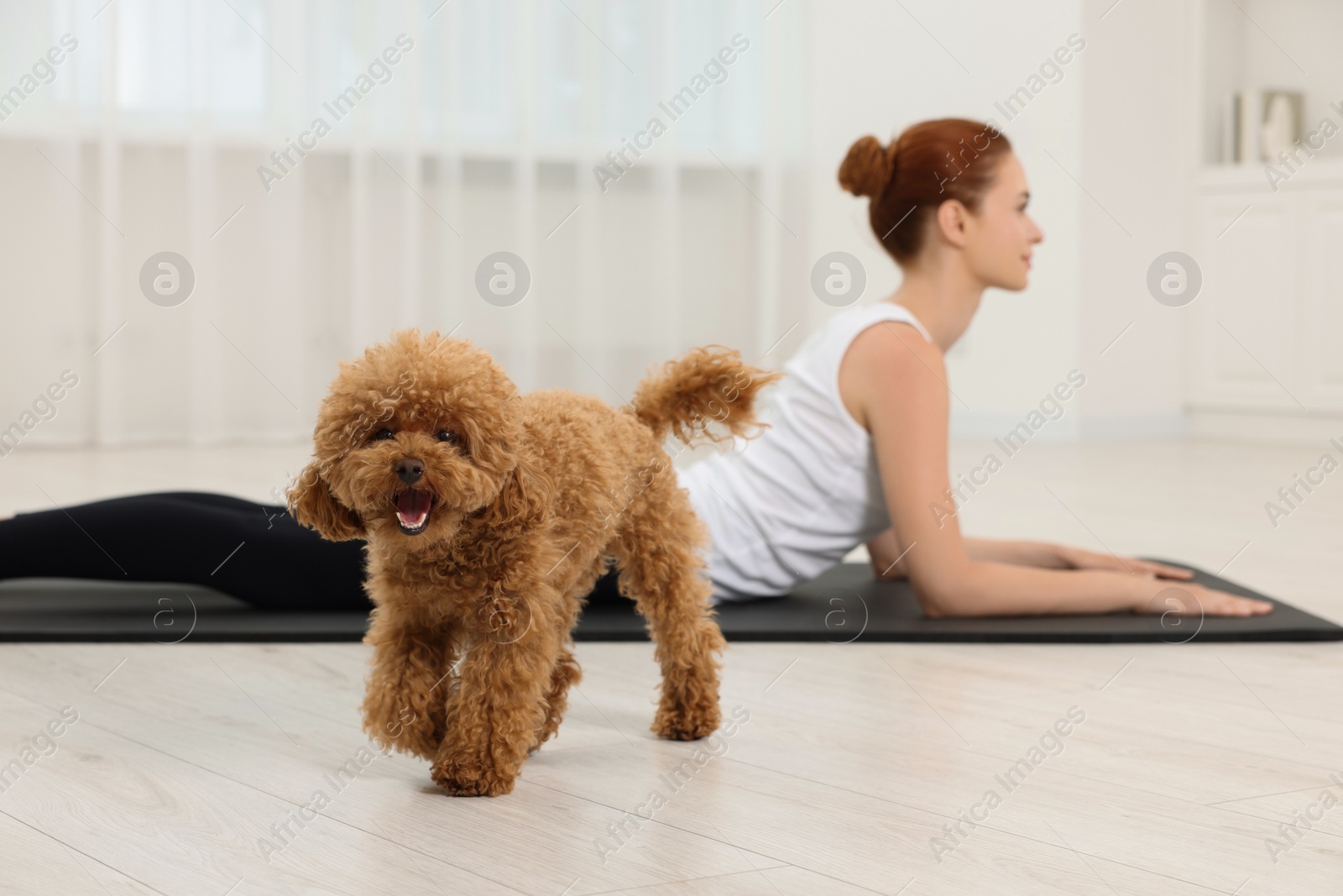 Photo of Young woman practicing yoga on mat with her cute dog indoors, selective focus