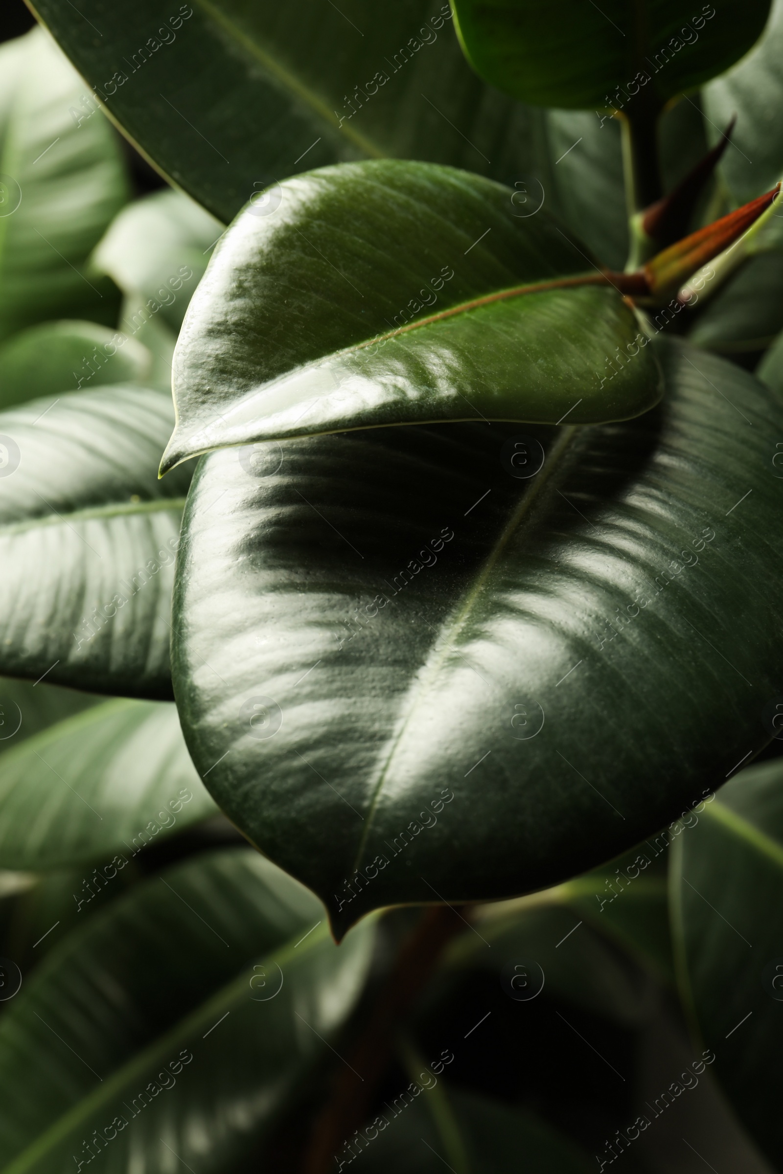 Photo of Ficus with lush leaves, closeup. Tropical plant