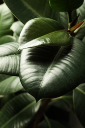 Ficus with lush leaves, closeup. Tropical plant