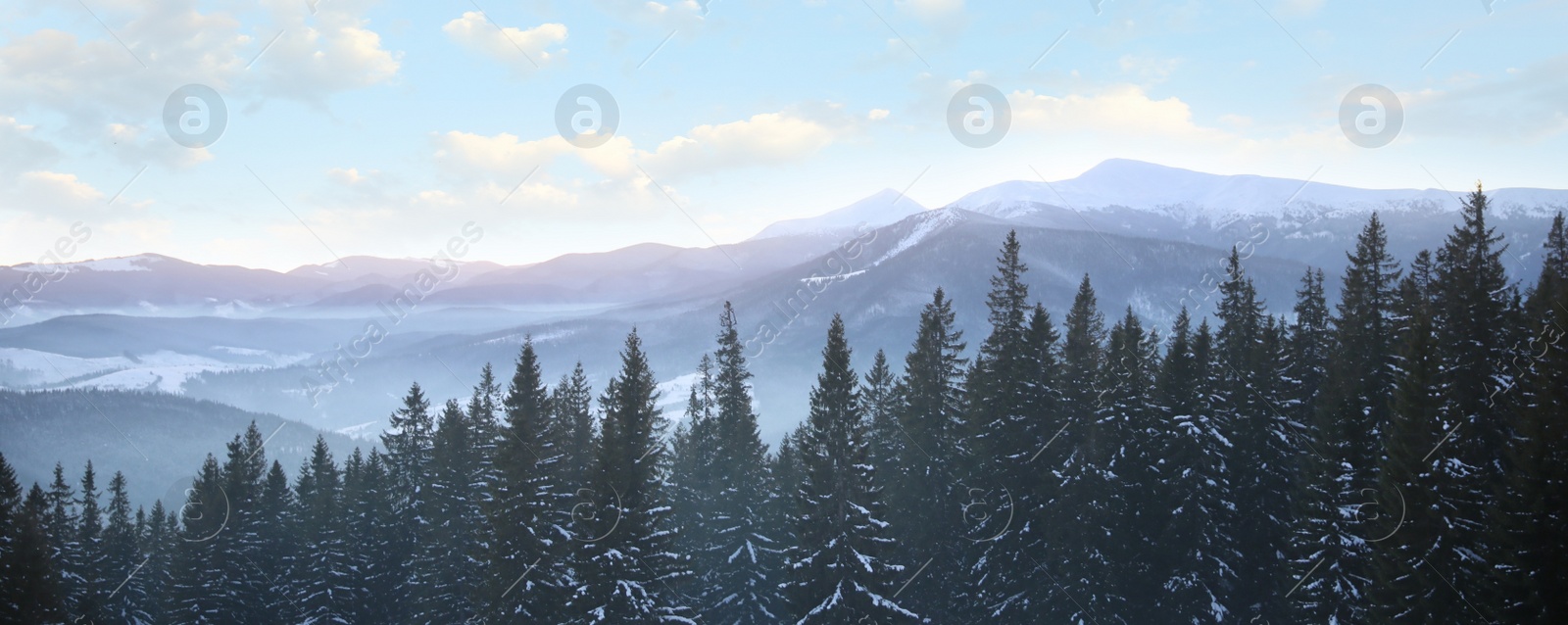 Image of Picturesque view of conifer forest covered with snow on winter day. Banner design