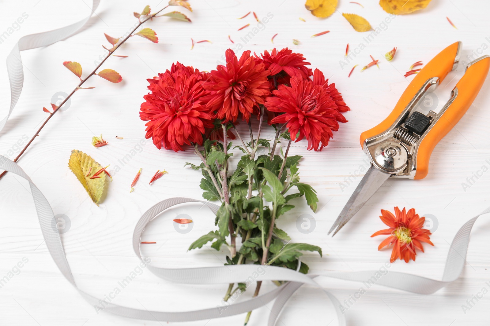 Photo of Composition with secateurs, ribbon and Chrysanthemum flowers on white wooden table