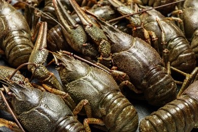 Photo of Fresh raw crayfishes as background, closeup. Healthy seafood