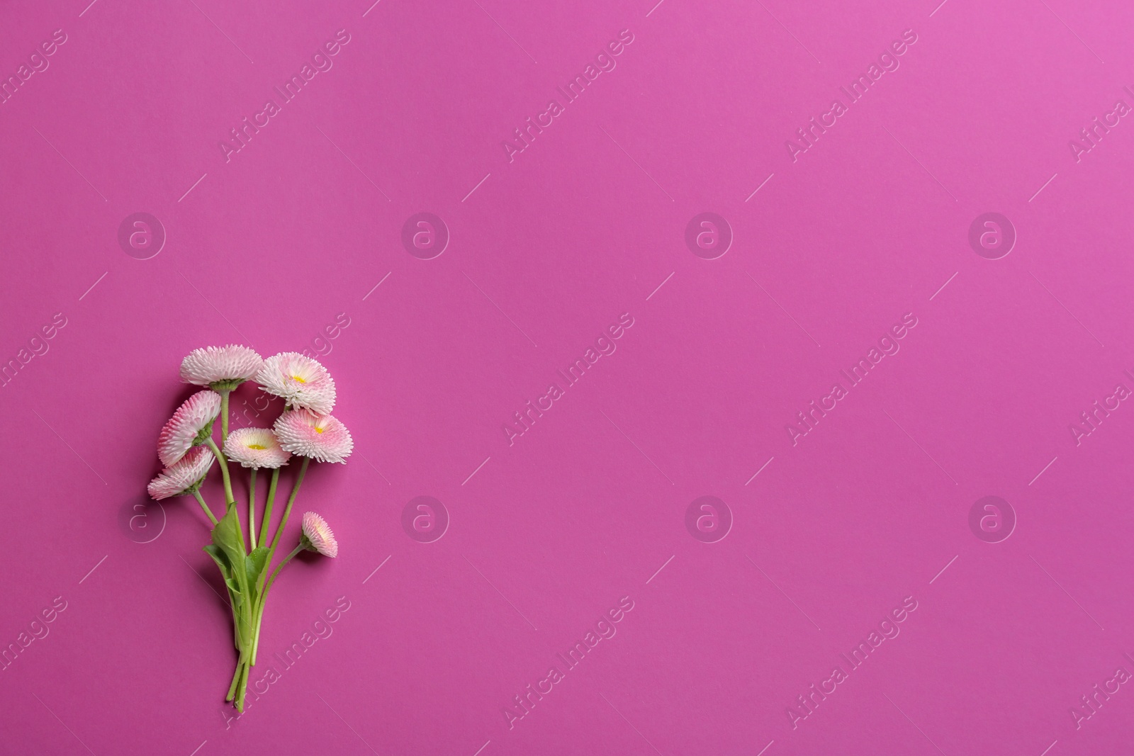 Photo of Flat lay composition with spring daisy flowers and space for text on color background