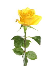 One beautiful yellow rose isolated on white