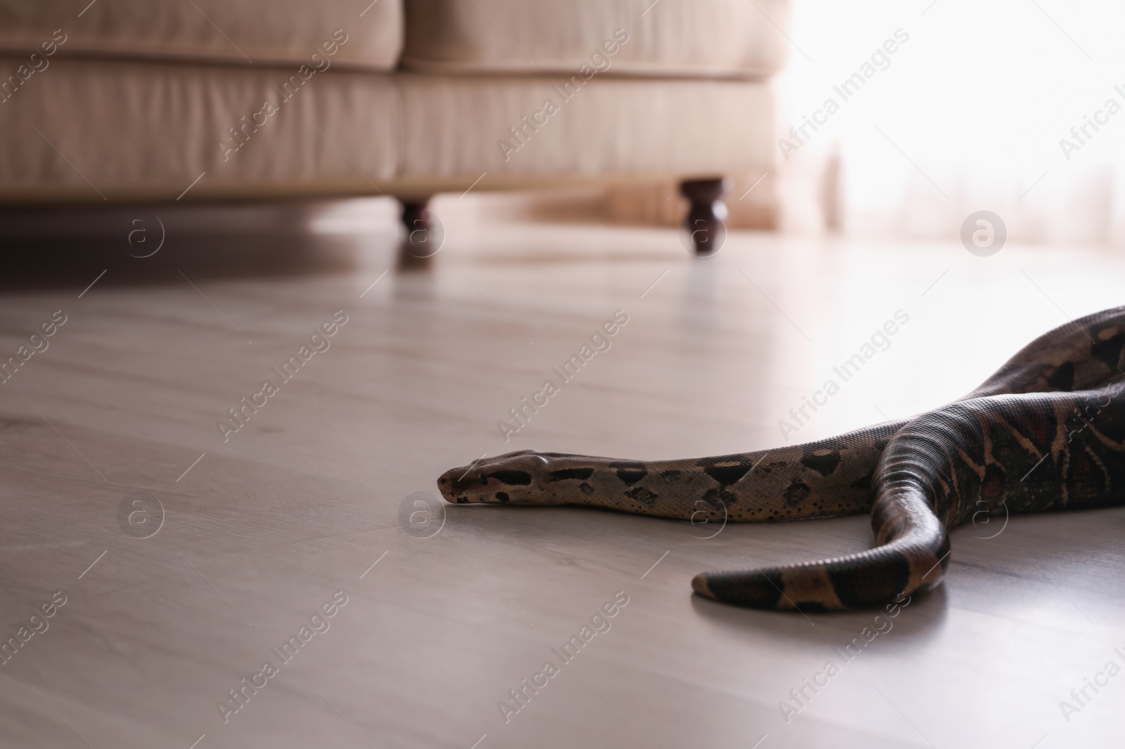 Photo of Brown boa constrictor crawling on floor in room