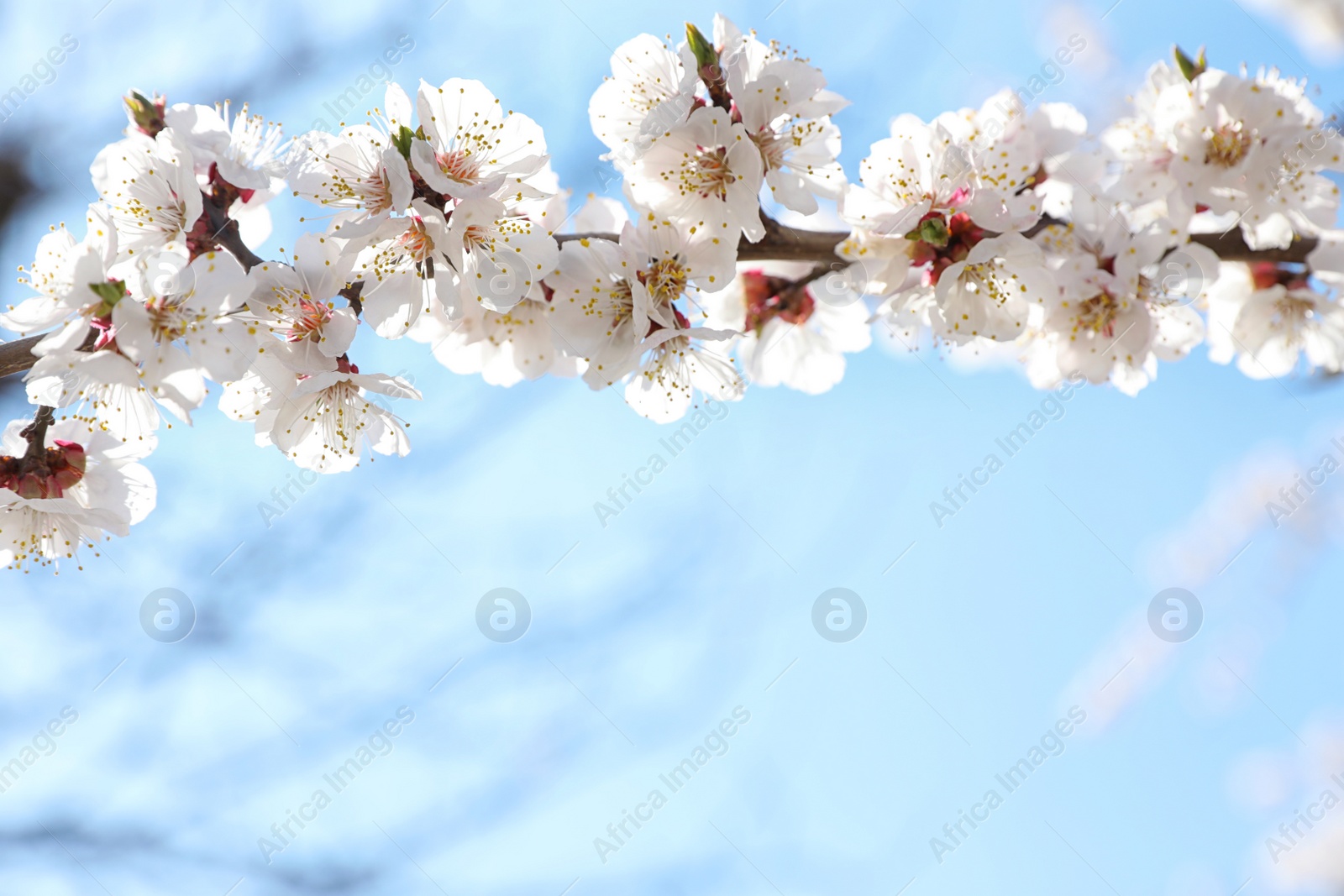 Photo of Beautiful apricot tree branch with tiny tender flowers against blue sky, space for text. Awesome spring blossom