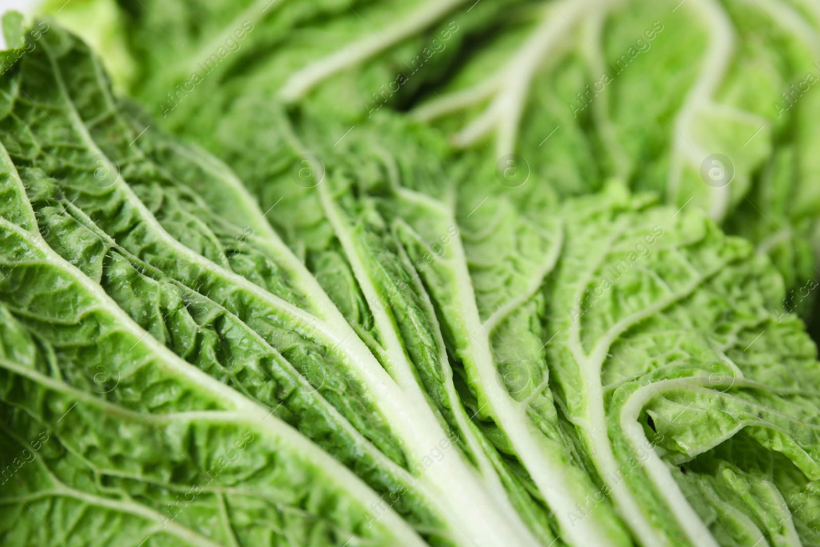 Photo of Fresh ripe Chinese cabbage as background, closeup
