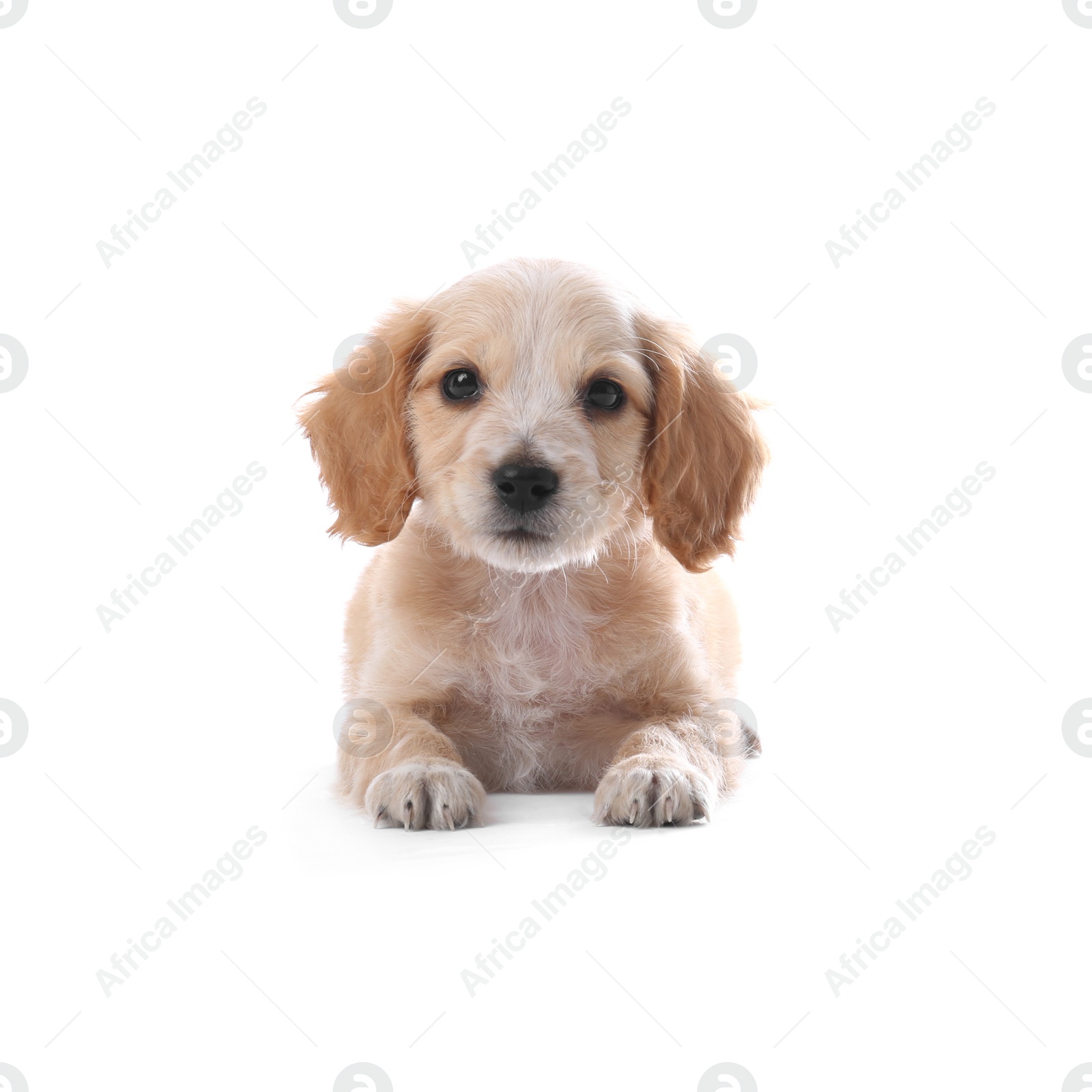 Photo of Cute English Cocker Spaniel puppy on white background