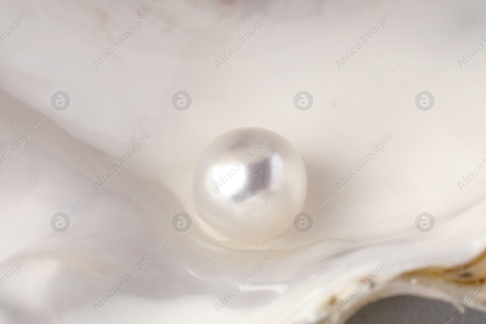 Photo of Open oyster with white pearl, closeup view