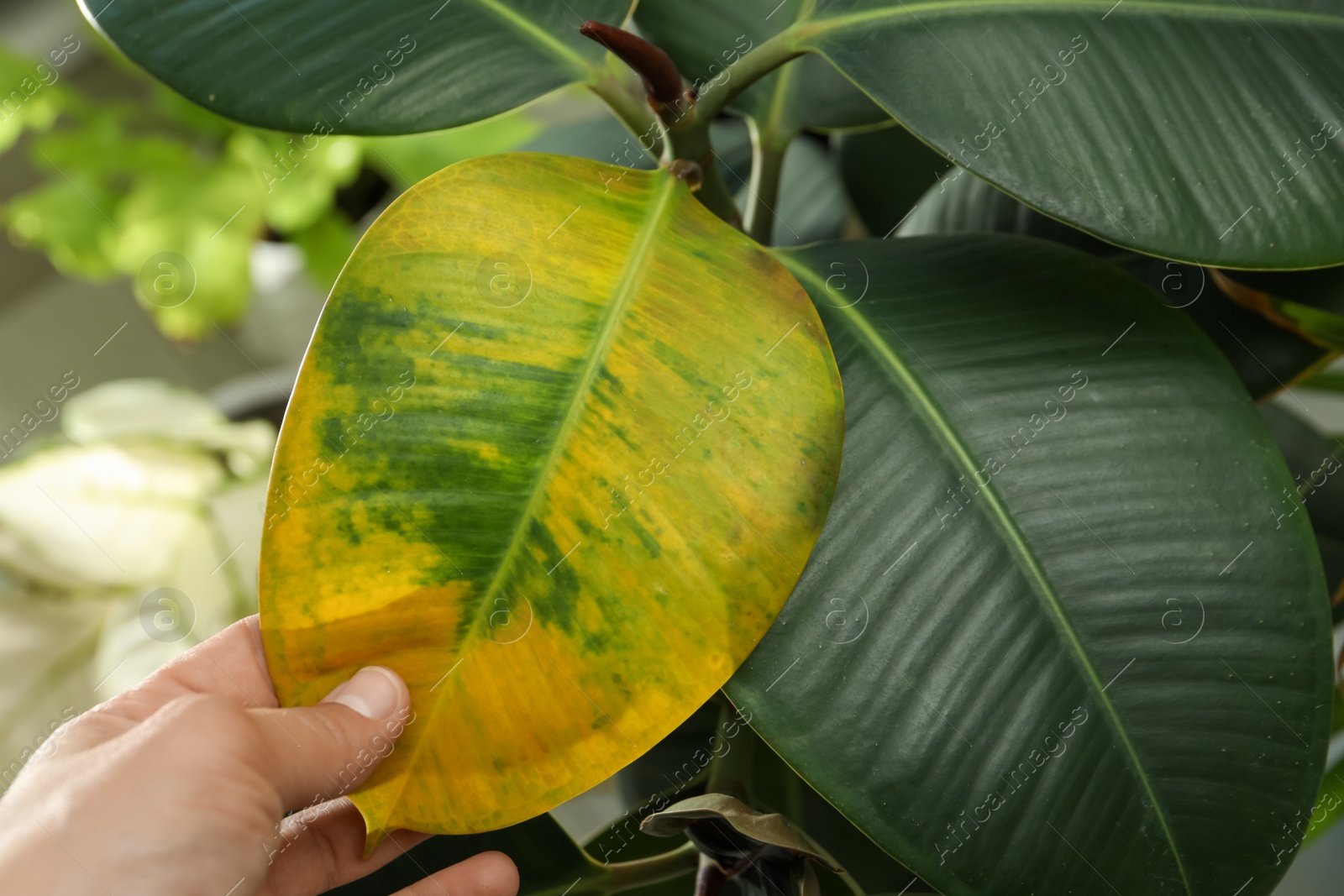 Photo of Woman near houseplant with leaf blight disease, closeup