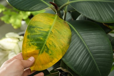 Woman near houseplant with leaf blight disease, closeup