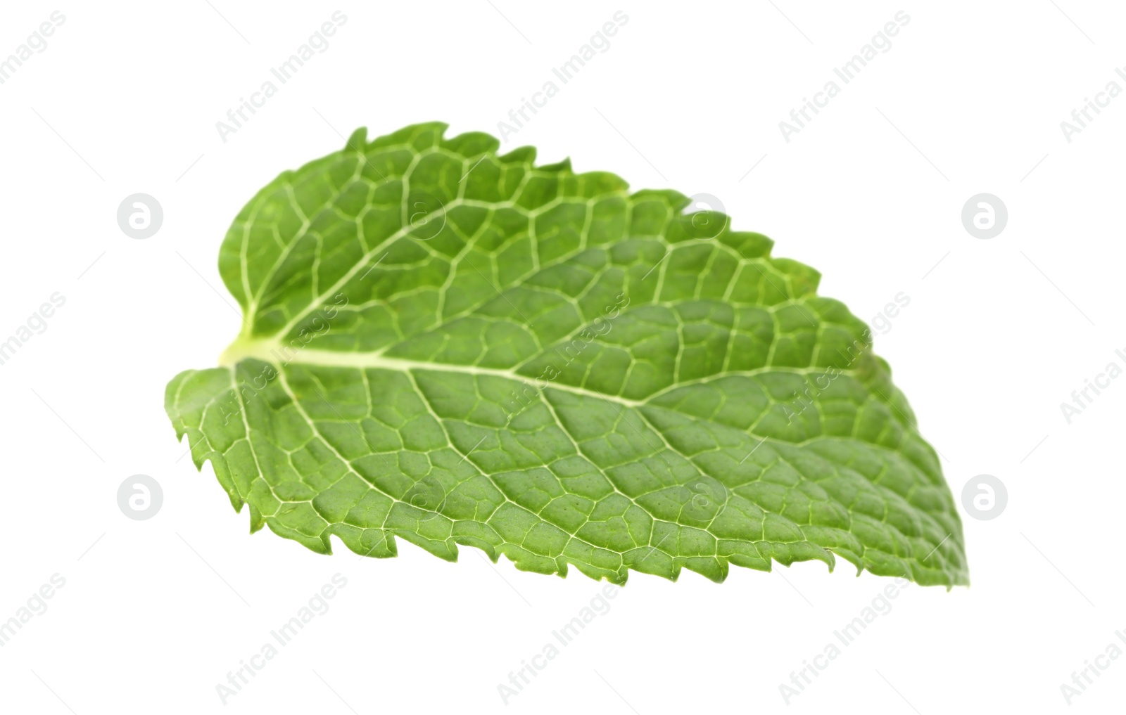 Photo of Fresh green mint leaf isolated on white