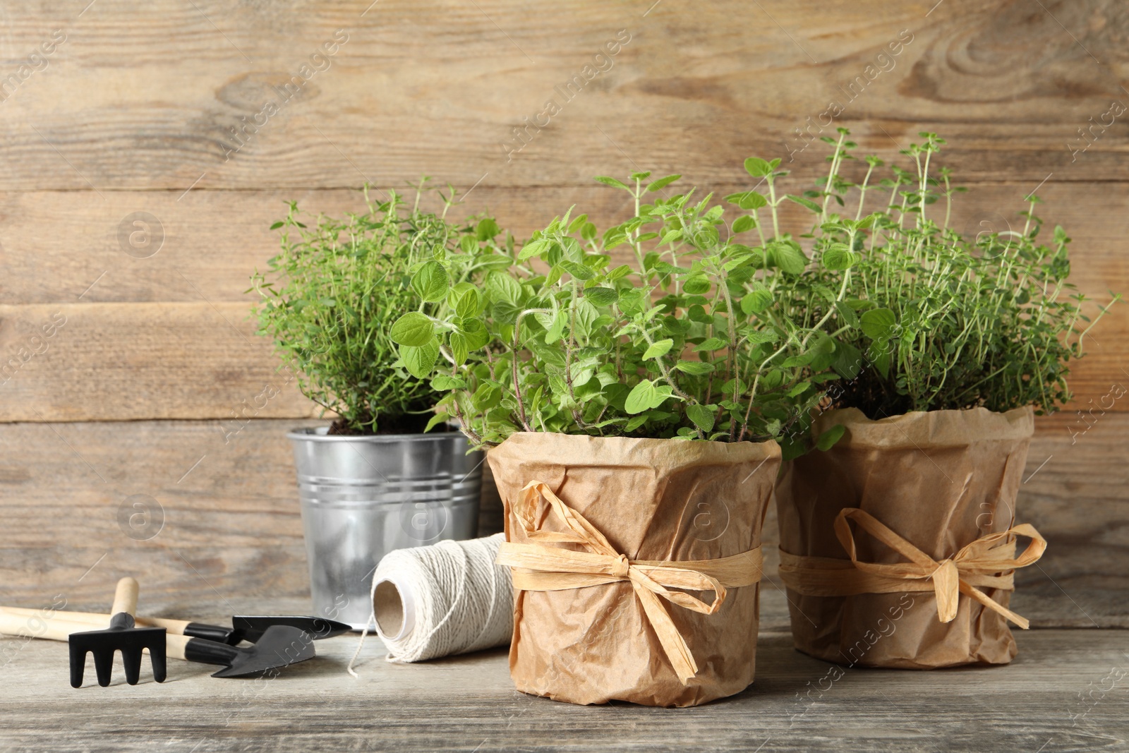 Photo of Different aromatic potted herbs, gardening tools and spool of thread on wooden table
