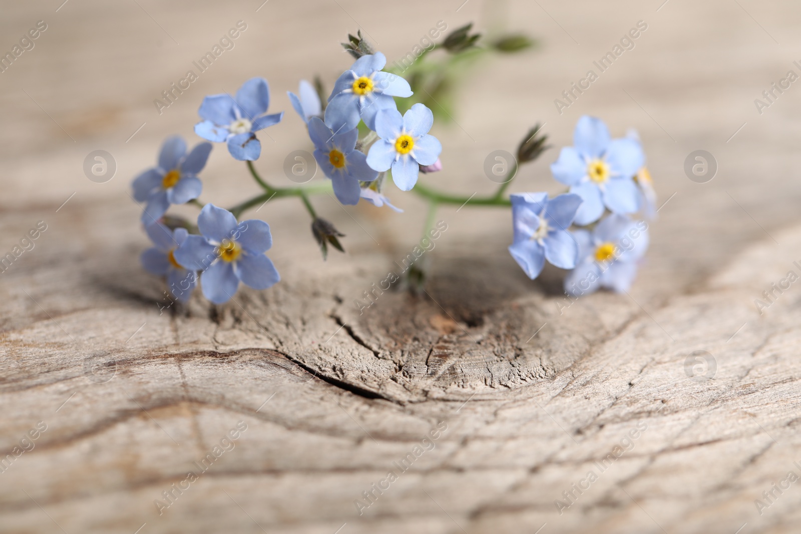 Photo of Beautiful forget-me-not flowers on wooden background, closeup