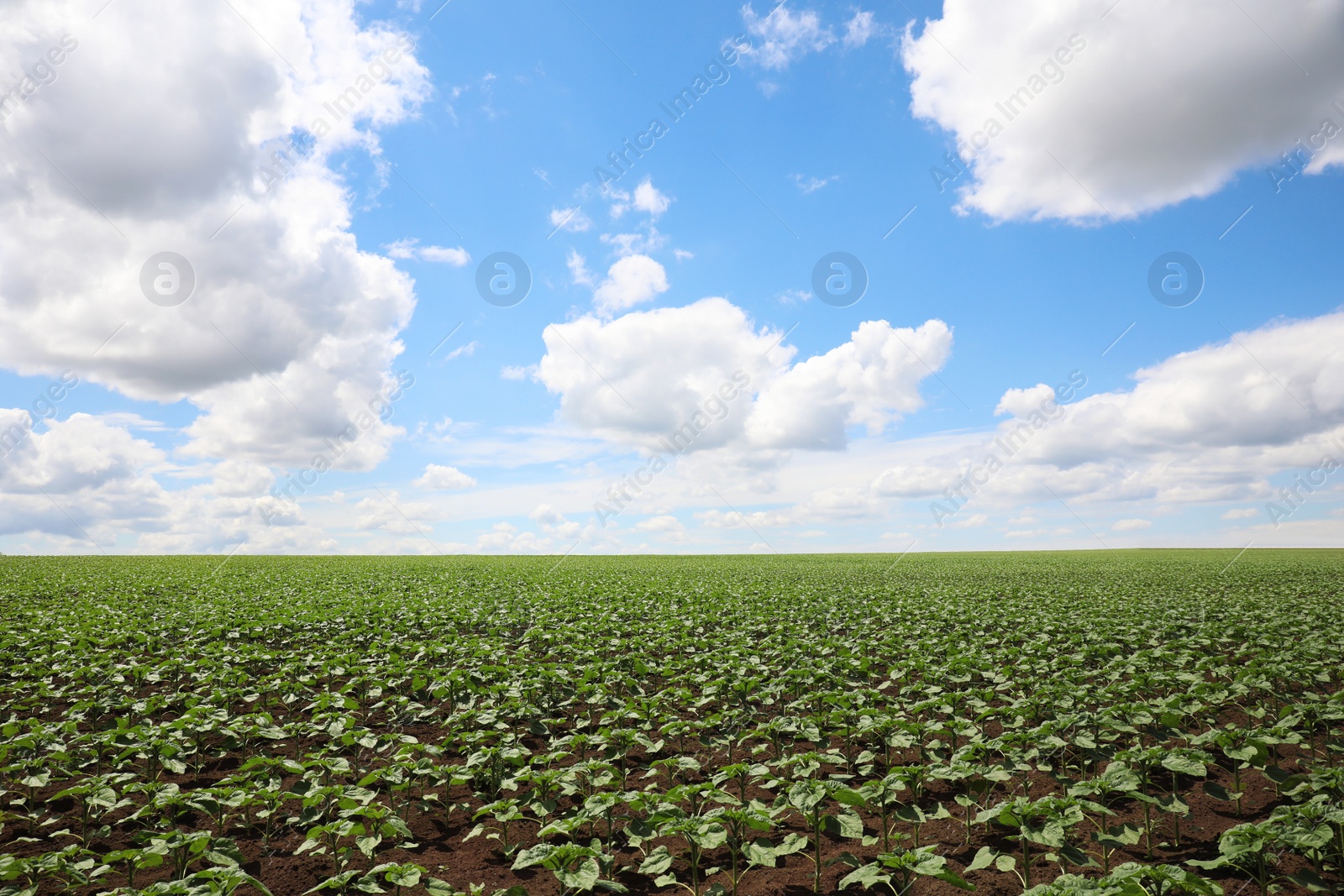 Photo of Agricultural field with young sunflower plants on sunny day