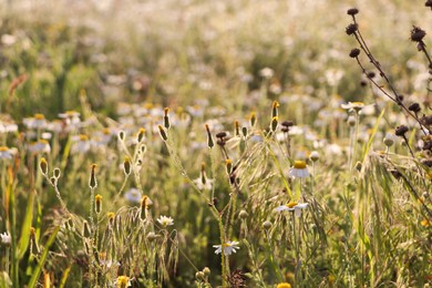 Photo of Beautiful wild flowers growing in spring meadow