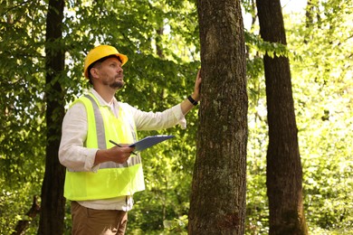 Photo of Forester in hard hat with clipboard examining tree in forest