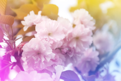 Closeup view of blossoming spring tree outdoors, color toned