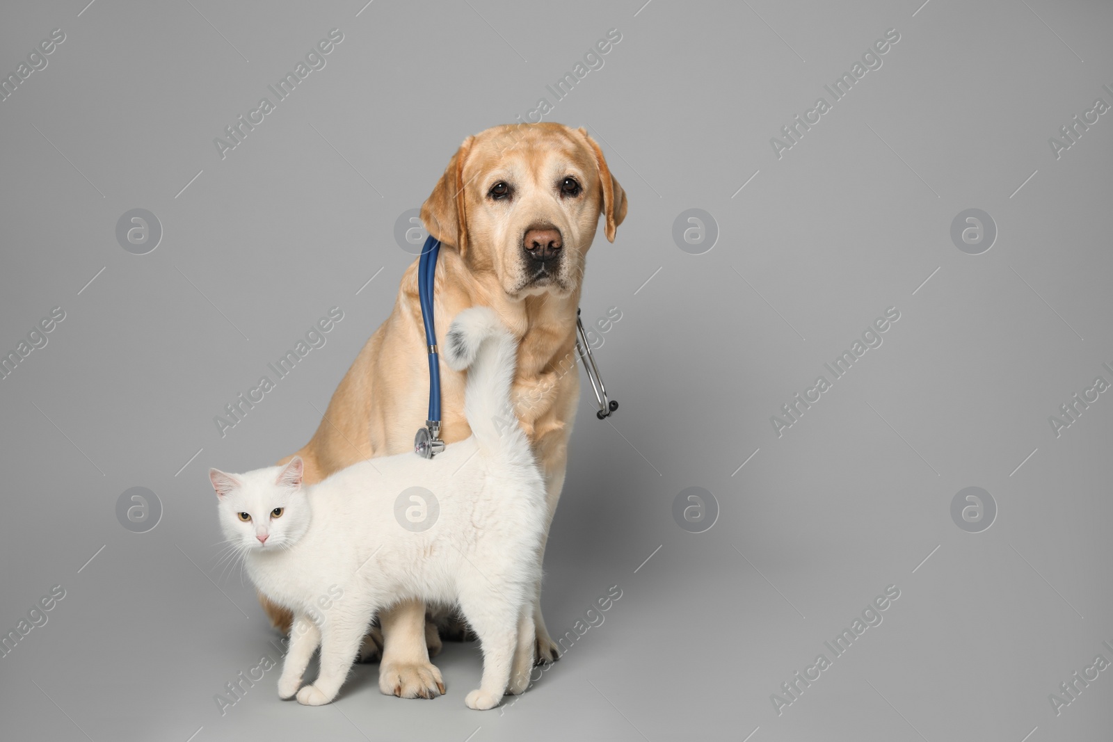 Photo of Cute Labrador dog with stethoscope as veterinarian and cat on grey background