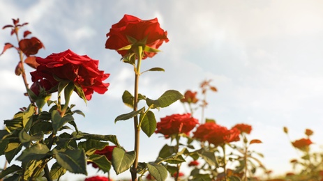 Photo of Green bush with beautiful roses in blooming garden on sunny day