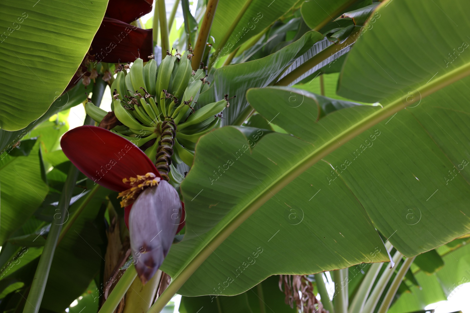 Photo of Tropical plant with green leaves and ripening bananas outdoors