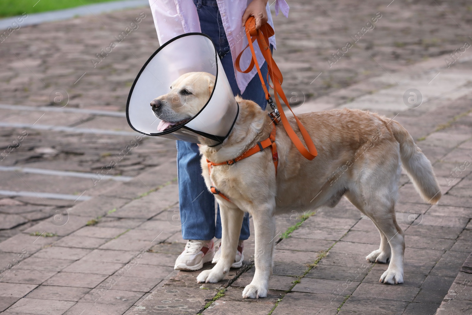 Photo of Woman walking her adorable Labrador Retriever dog in Elizabethan collar outdoors, closeup