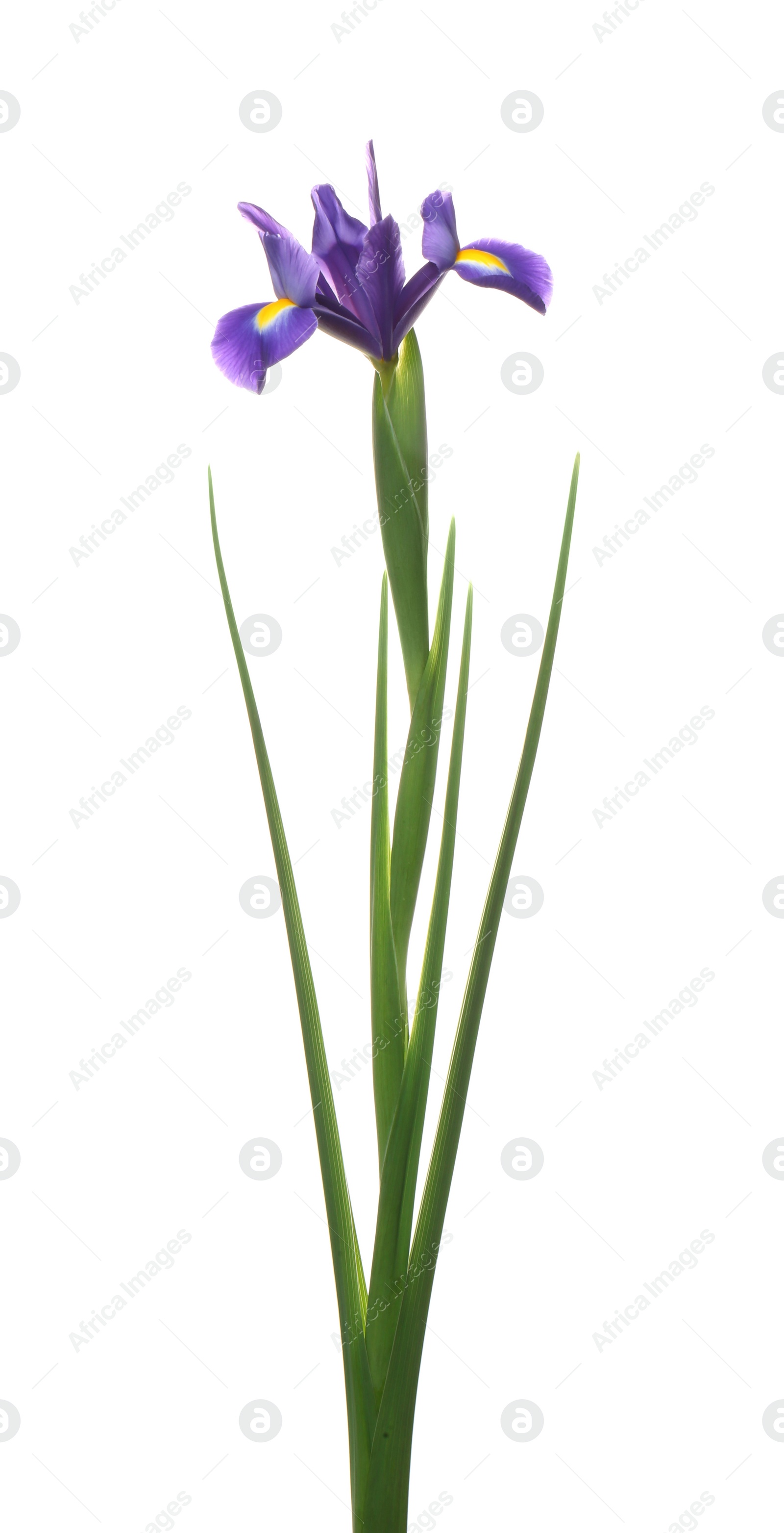 Photo of Beautiful iris isolated on white. Spring flower