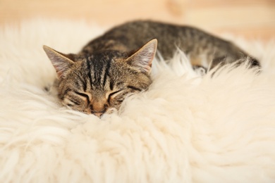 Photo of Cute tabby cat lying on faux fur. Lovely pet