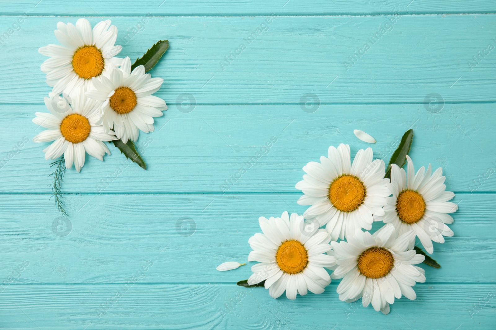 Photo of Beautiful chamomile flowers on color wooden background, top view