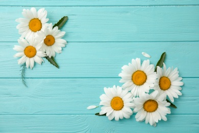 Beautiful chamomile flowers on color wooden background, top view