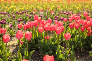 Field with fresh beautiful tulips. Blooming spring flowers