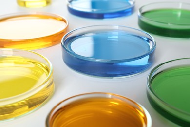 Photo of Many Petri dishes with colorful liquids on white background, closeup