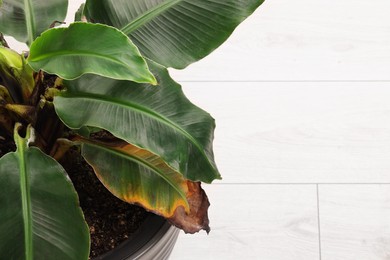 Photo of Houseplant with damaged leaf indoors, closeup. Space for text
