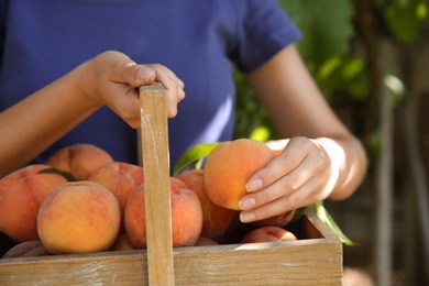 Woman holding wooden basket with ripe peaches outdoors, closeup