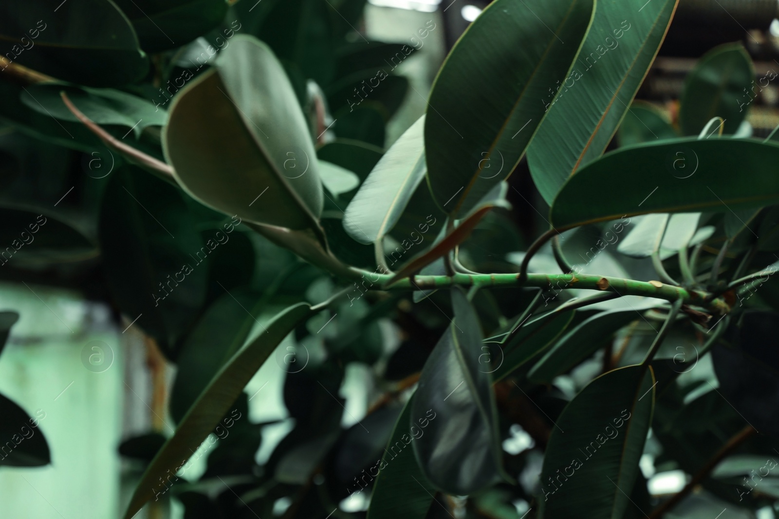 Photo of Beautiful tropical green leaves in botanical garden, closeup