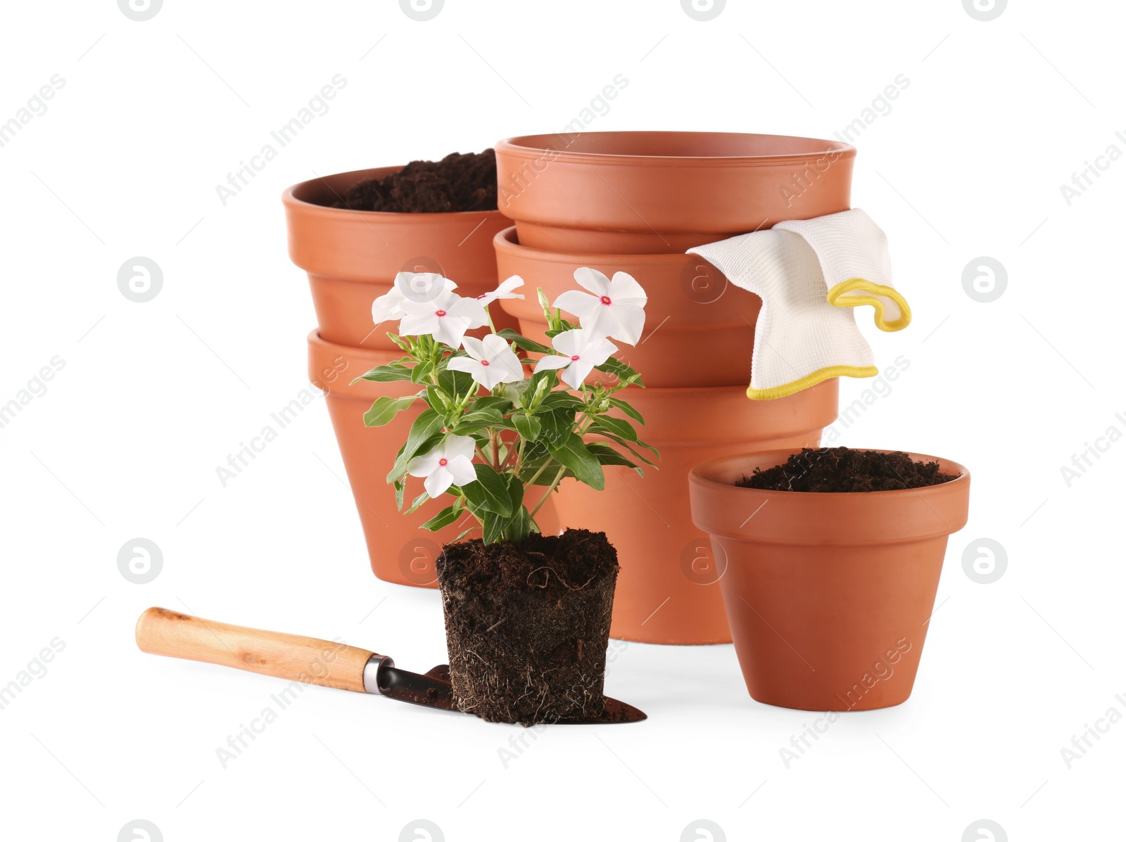 Photo of Beautiful flower, pots and gardening tools isolated on white