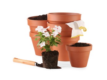 Photo of Beautiful flower, pots and gardening tools isolated on white