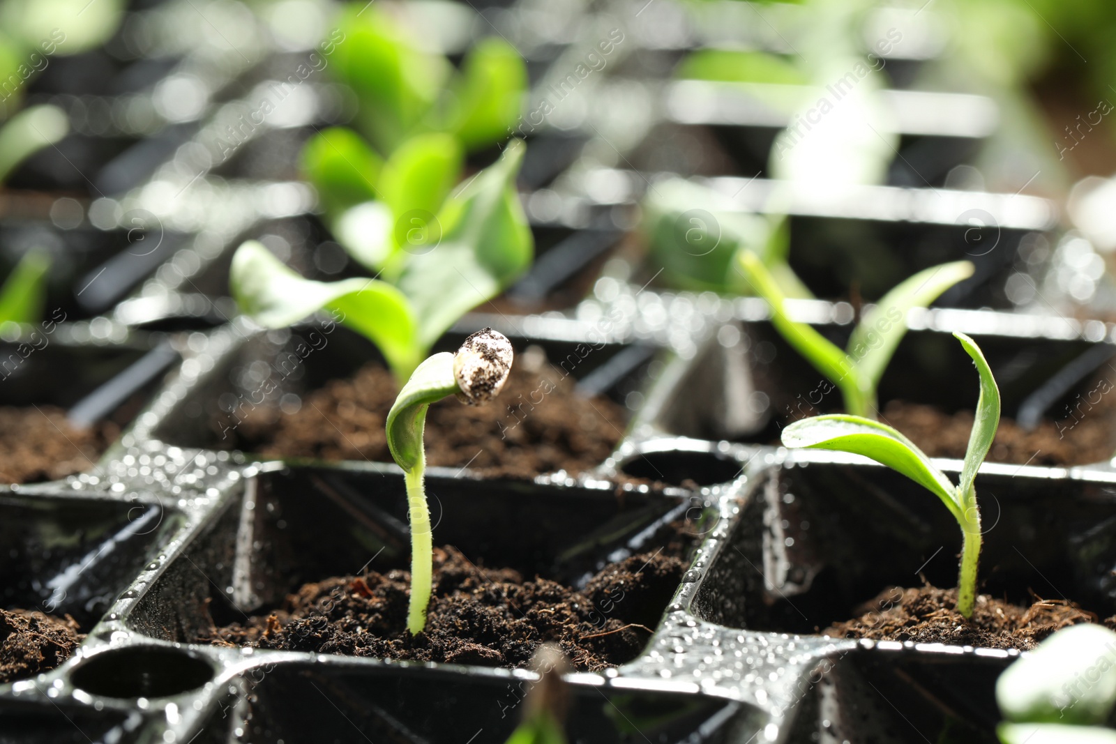 Photo of Seedling tray with young vegetable sprouts, closeup