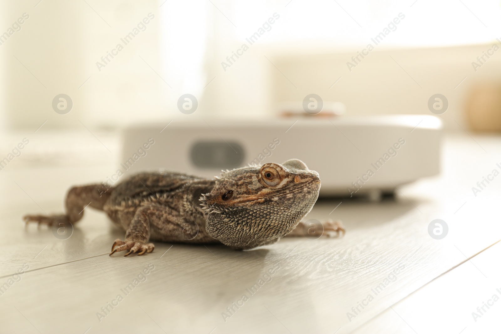 Photo of Robotic vacuum cleaner and bearded dragon lizard indoors