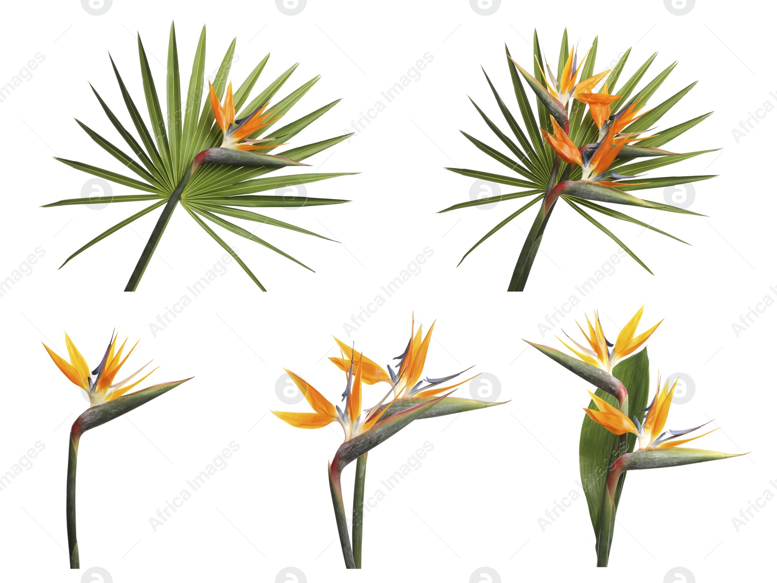 Image of Set with beautiful Bird of Paradise tropical flowers on white background