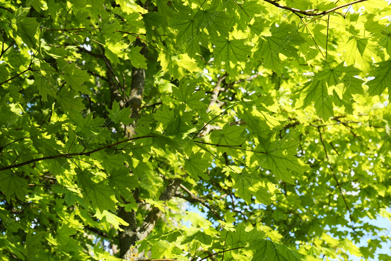 Photo of Beautiful maple tree with green leaves outdoors, low angle view